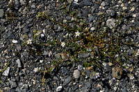 Zilte schijnspurrie; Salt Sandspurry; Spergularia marina