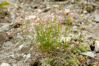 Southern Suinancywort; Asperula aristata;