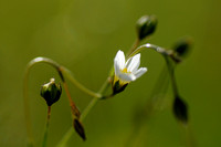 Geelhartje -  Fairy Flax - Linum catharticum