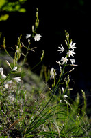 Graslelie; Anthericum liliago;St. Bernard's Lily;