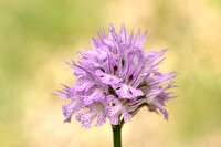 Drietandorchis; Three-toothed orchid; Neotinea tridentata