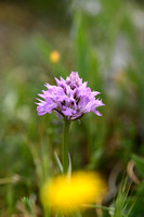 Drietandorchis; Three-toothed orchid; Neotinea tridentata