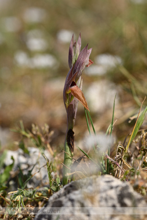 Eastern Tongue orchid; Serapias apulica
