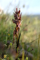 Eastern Tongue orchid; Serapias apulica