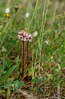 Klavervreter; Common Broomrape; Orobanche minor