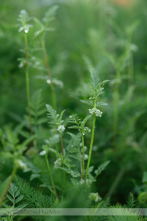 Knopig doornzaad; Knotted Hedge-parsley; Torilis nodosa