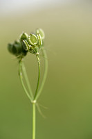 Mediterranean hartwort; Tordylium apulum