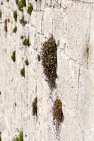 Muurleeuwenbek; Ivy-leaved Toadflax; Cymbalaria muralis
