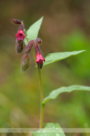 Gevlekt Longkruid; Common Lungwort; Pulmonaria officinalis