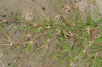 Fioringras; Creeping bentgrass; Agrostis stolonifera