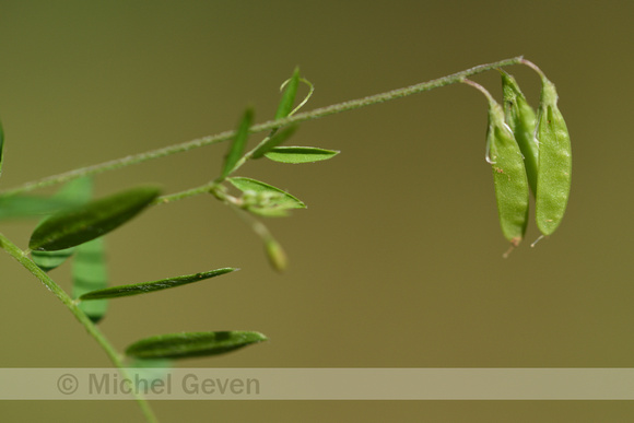 Slanke wikke; Slender Tare; Vicia tetrasperma subsp. gracilis