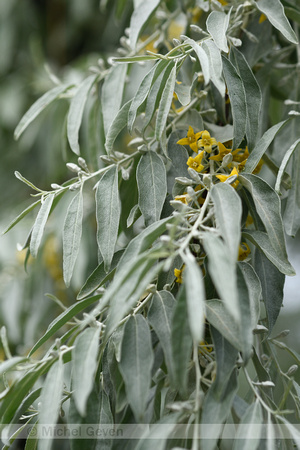 Smalle Olijfwilg; Russian olive; Elaegnus angustifolia