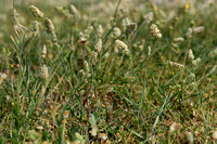 Spaanse Kropaar; Dactylis glomerata subsp. Hispanica