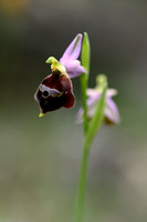 Spectacled Ophrys; Ophrys argolica subsp. biscutella