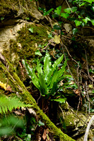 Tongvaren; Hart's Tongue fern; Asplenium scolopendrium