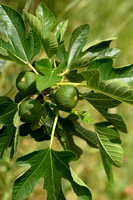 Vijgenboom; Fig; Ficus carica