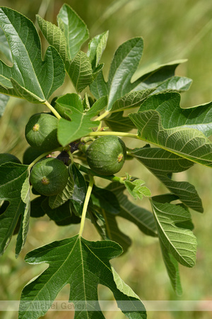 Vijgenboom; Fig; Ficus carica