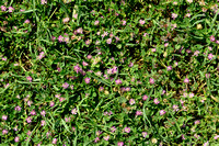 Viltige klaver; Woolly Clover; Trifolium tomentosum