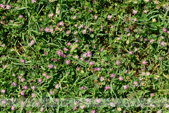 Viltige klaver; Woolly Clover; Trifolium tomentosum