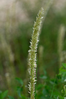 Wimperparelgras; Hairy Melick; Melica ciliata