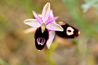 Zadelophyris; Ophrys bertolonii