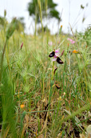 Zadelophyris; Ophrys bertolonii
