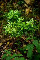 Zwart peperboompje; Spurge-Laurel; Daphne laureola
