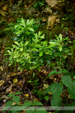 Zwart peperboompje; Spurge-Laurel; Daphne laureola