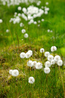 Scheuchers wollegras - White Cottongrass - Eriophorum scheuchzeri