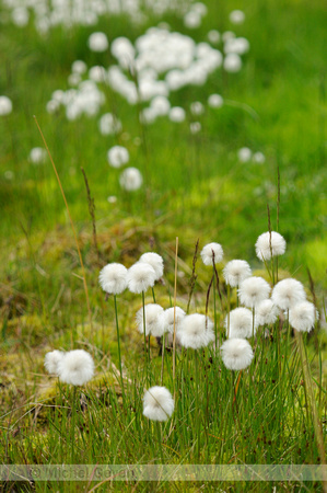 Eénarig Wollegras; Scheuchzer's cottongrass; Eriophorum scheuchz