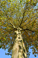 Plataan; Plane tree; Platanus hispanica