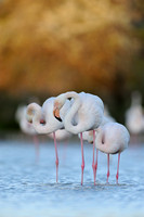 Greater Flamingo; Phoenicopterus roseus; Europese Flamingo
