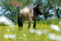 Paard in bloemenwei