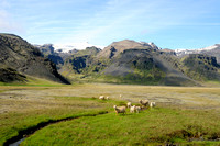 IJslandse schapen; Islandic sheep