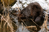 bever; Castor fiber; European Beaver