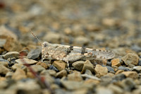 Kiezelsprinkhaan; Blue-winged Sand Grasshopper; Sphingonotus cae
