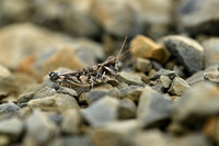 Western Cross-backed Grasshopper; Dociostaurus genei