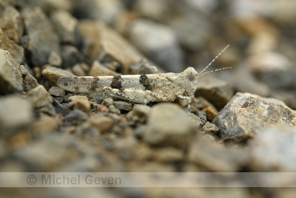 Kiezelsprinkhaan; Blue-winged Sand Grasshopper; Sphingonotus cae