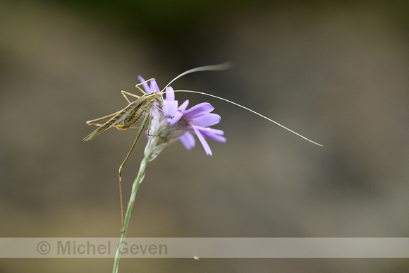 Lily bush-cricket; Tylopsis liliifolia