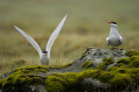 Noordse Stern; Arctic Tern; Sterna paradisaea
