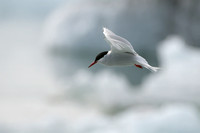 Noordse Stern; Arctic Tern; Sterna paradisaea