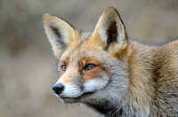 Vos;fox;vulpes vulpes;red fox