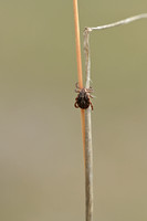 Vlekkenteek - Dermacentor reticulatus