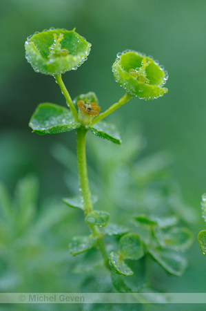 Zandwolfsmelk; Euphorbia seguieriana;