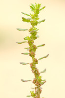 Liggende Ganzenvoet - Clammy Goosefoot - Chenopodium pumilio