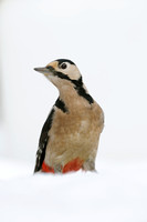 Grote Bonte Specht; Great Spotted Woodpecker;Dendrocopos major