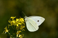 Groot Koolwitje; Large White; Pieris brassicae