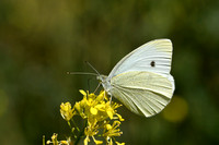 Groot Koolwitje; Large White; Pieris brassicae