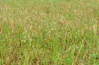 Veenreukgras; Holy Grass; Hierochlo‘ odorata