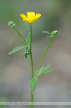 Bosboterbloem; Ranunculus nemorosus; Multiflowered Buttercup